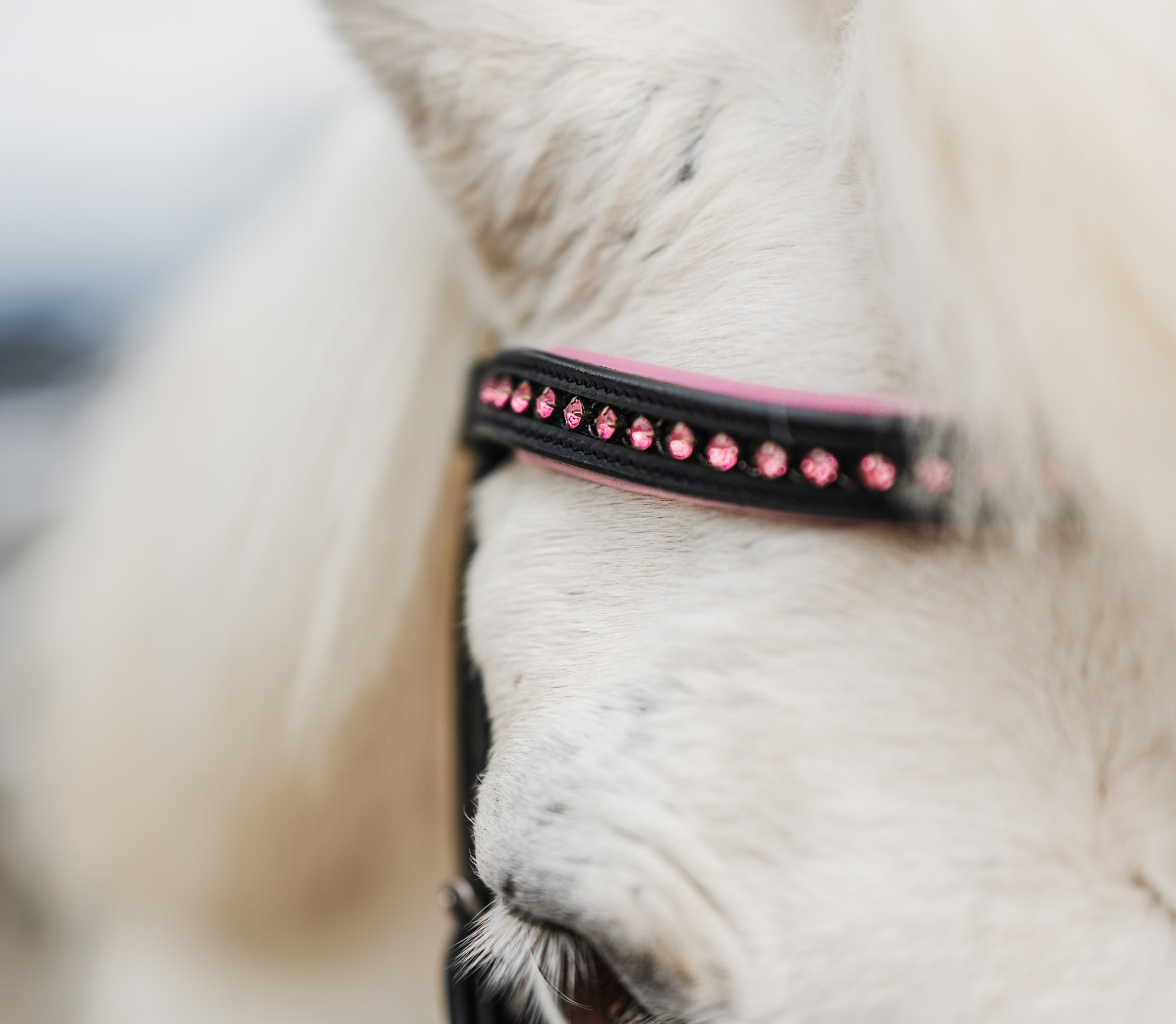 Neusriem gecombineerd met hoofdstel Penny Fairfield®
