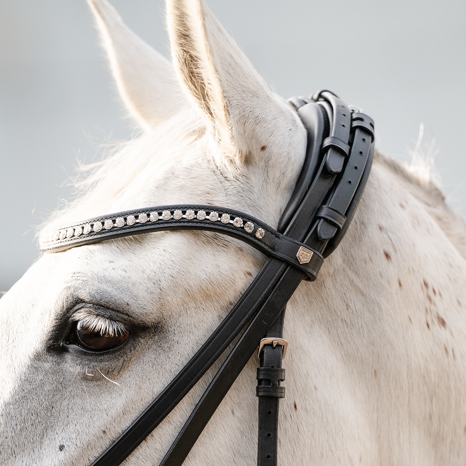 Neusriem gecombineerd met hoofdstel  Stafford Fairfield®