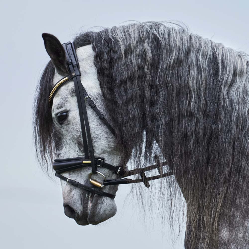 Neusriem gecombineerd met hoofdstel  Carl JH Collection®