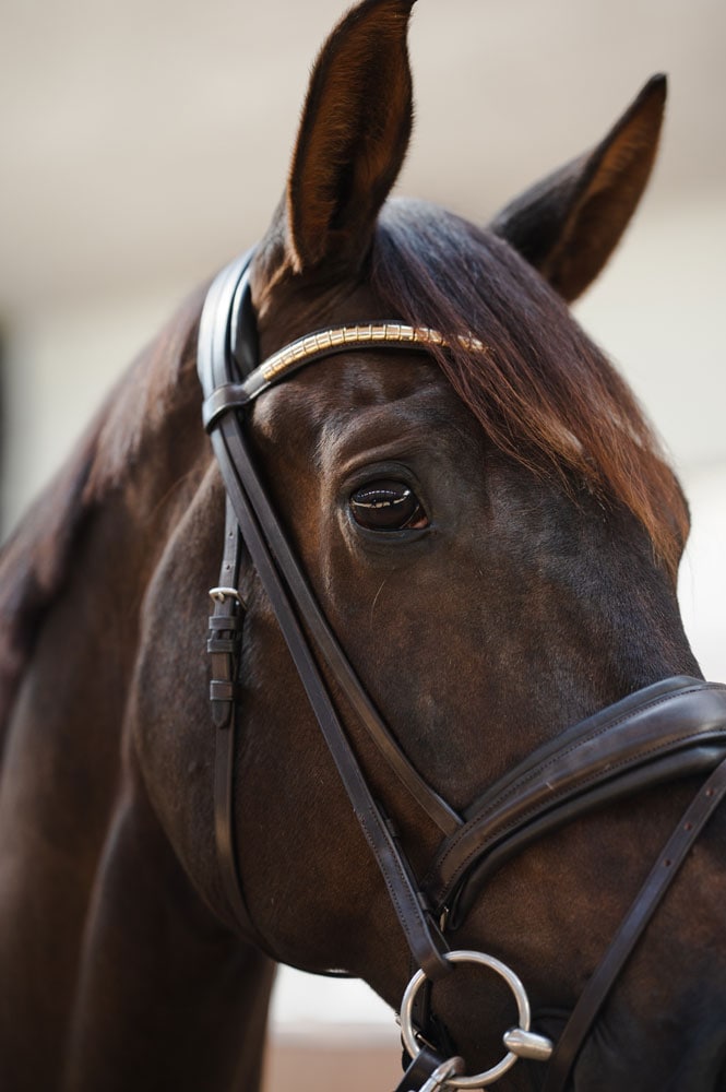 Neusriem gecombineerd met hoofdstel Contender JH Collection®