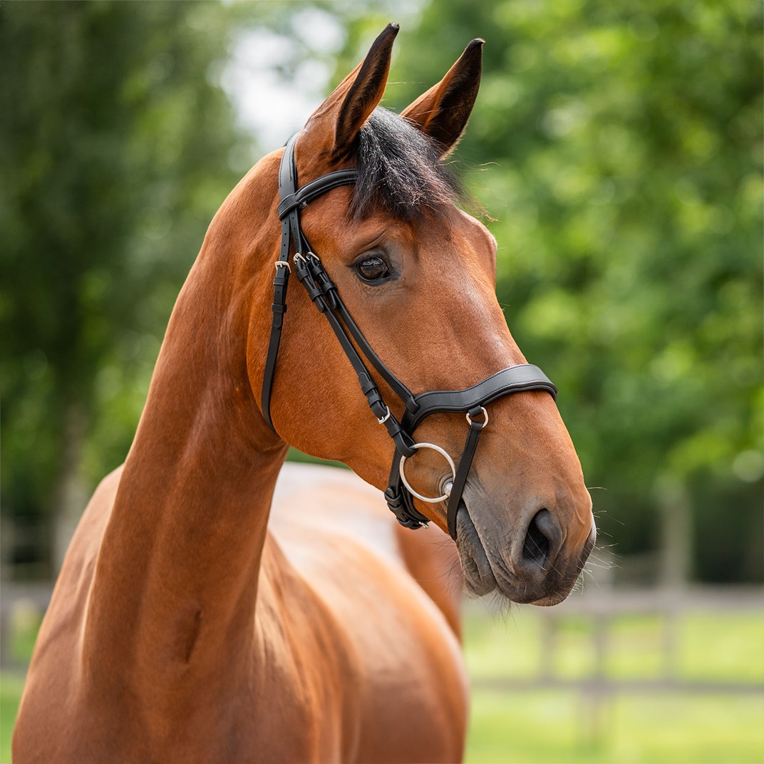 Neusriem gecombineerd met hoofdstel Newmarket Fairfield®