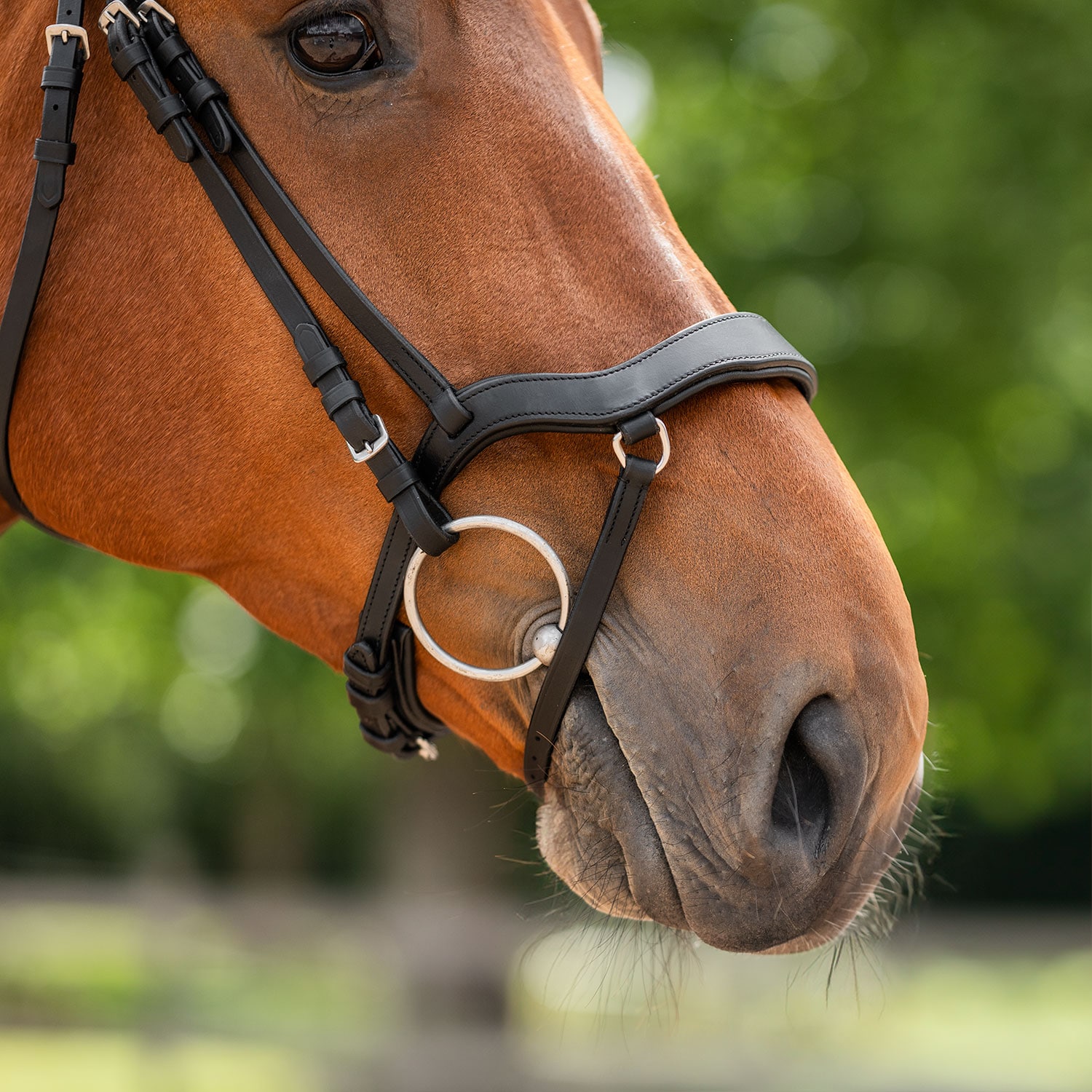 Neusriem gecombineerd met hoofdstel Newmarket Fairfield®