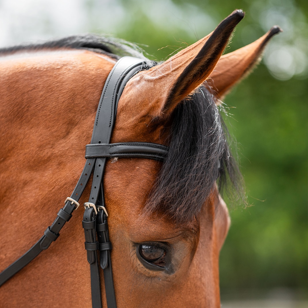 Neusriem gecombineerd met hoofdstel Newmarket Fairfield®