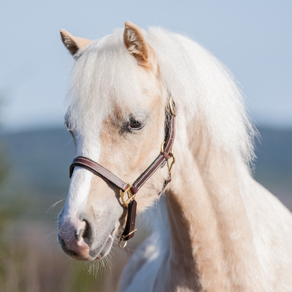 Veulen/Shetland halster  Fernville Fairfield®