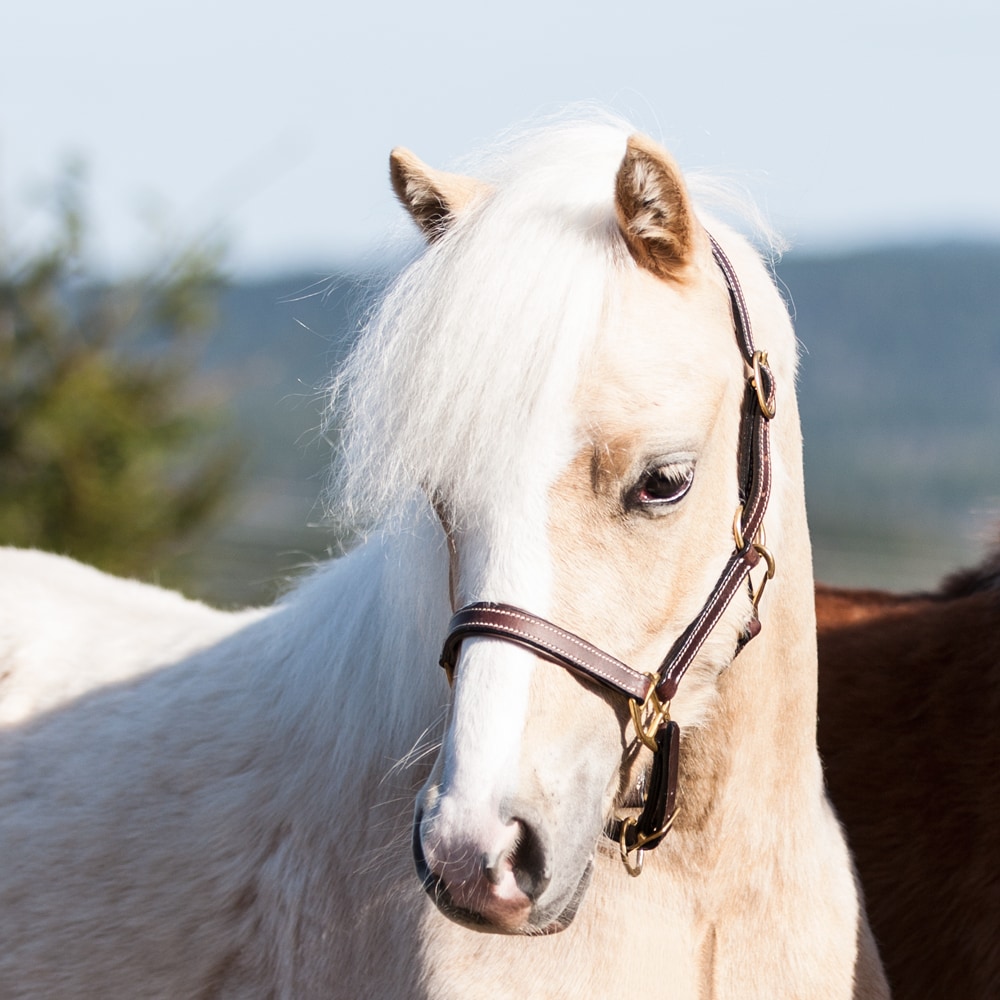 Veulen/Shetland halster  Fernville Fairfield®