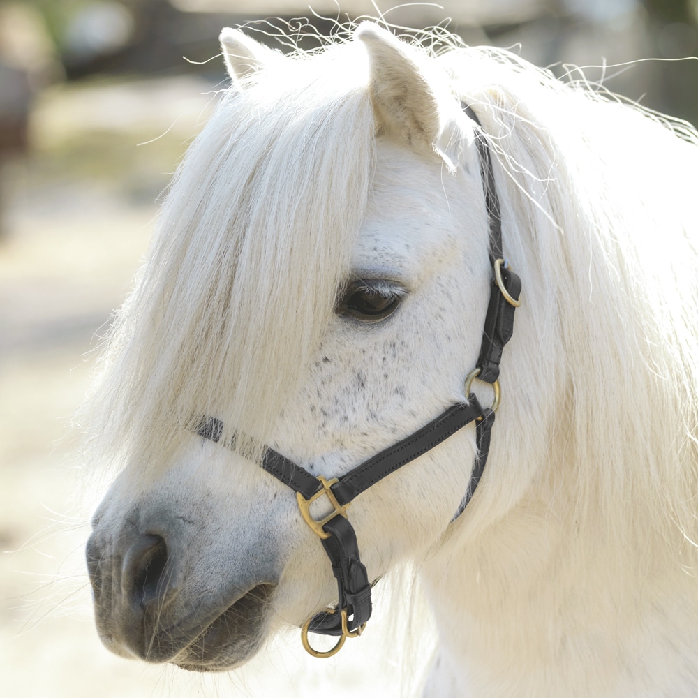 Veulen/Shetland halster   Fairfield®