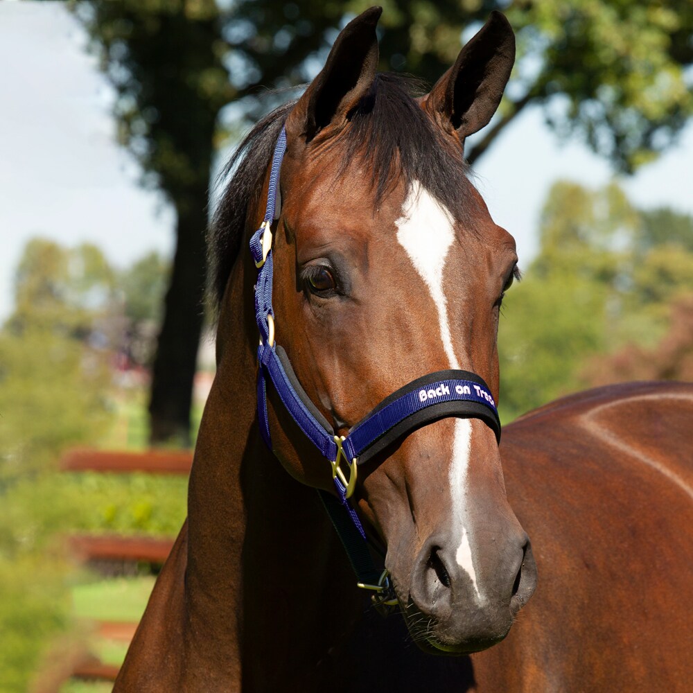 Halster  Werano Back on Track®