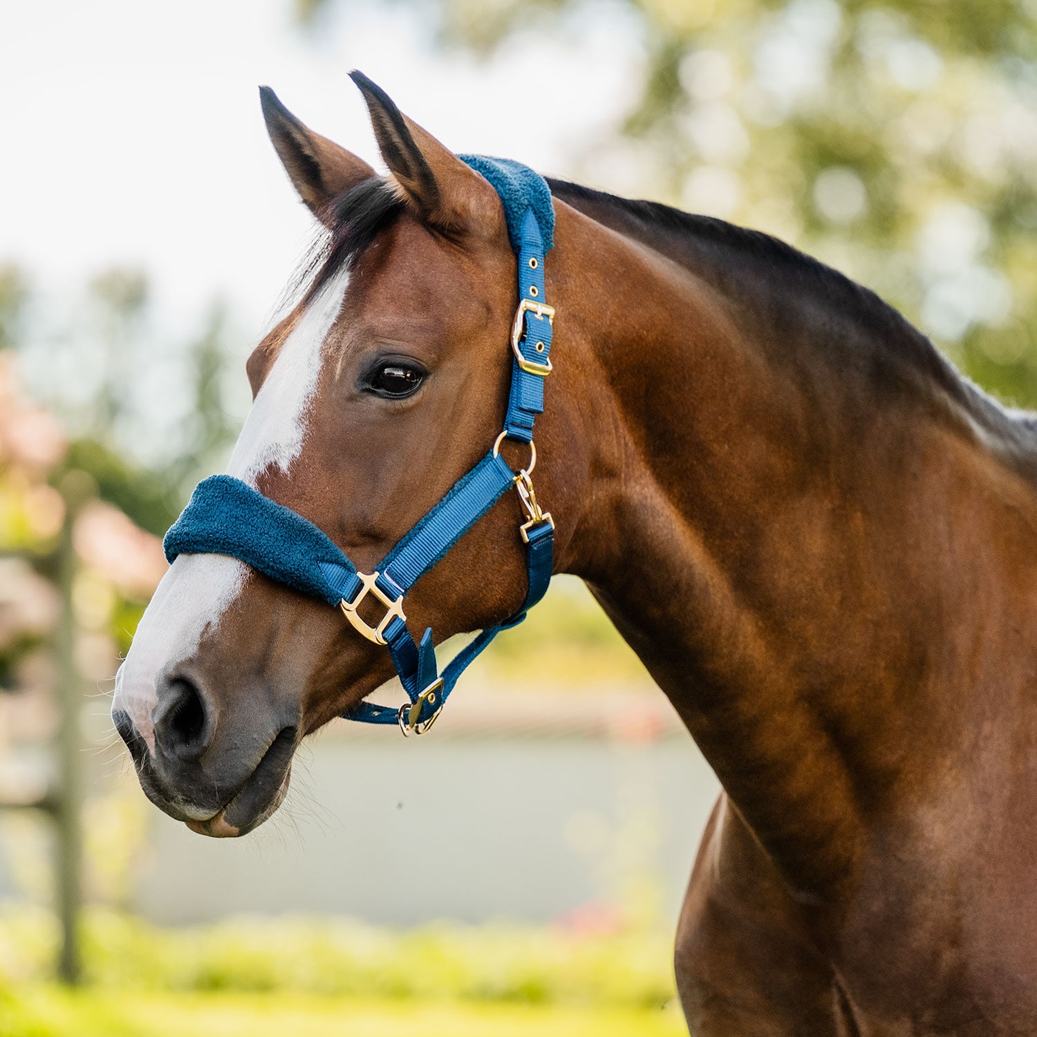 Halster  Levanto JH Collection®