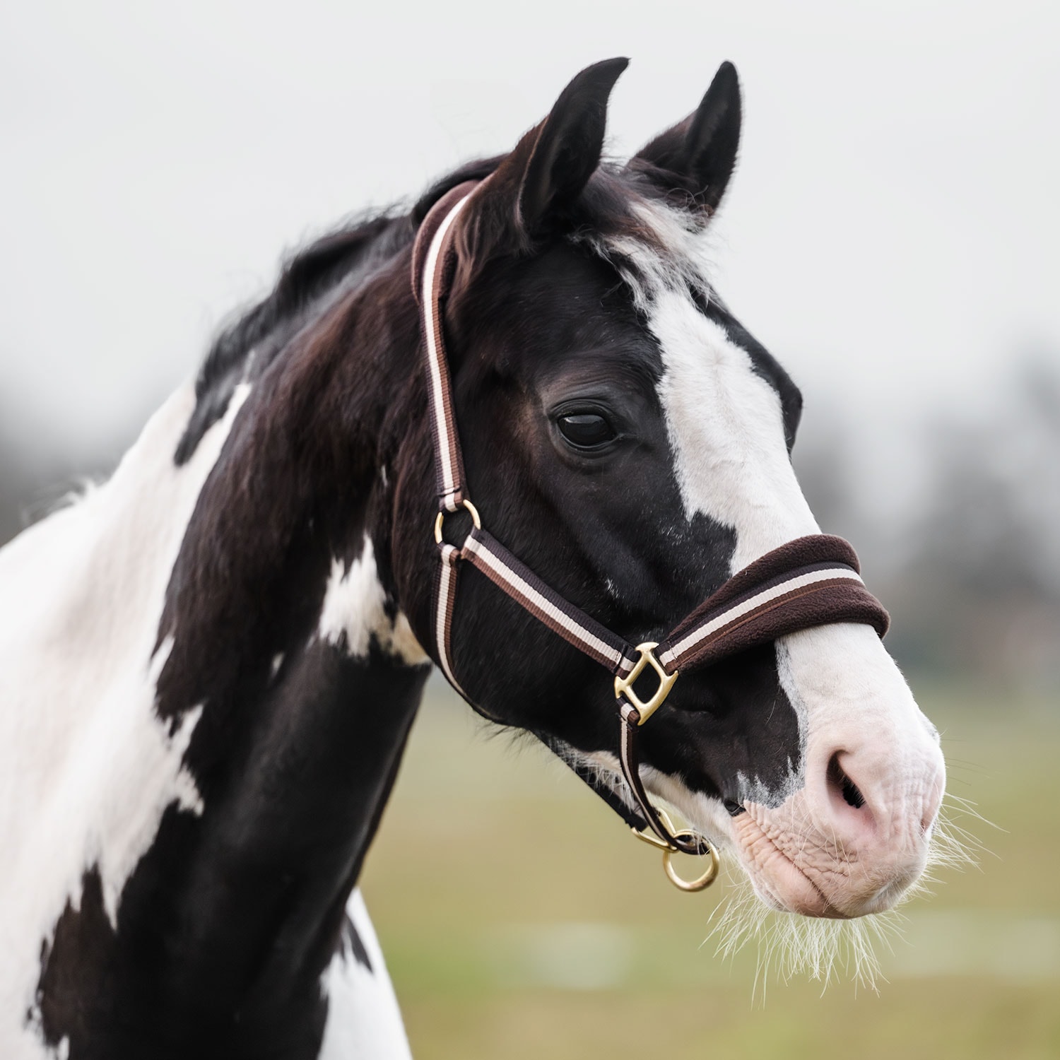 Halster Loretin Fairfield®