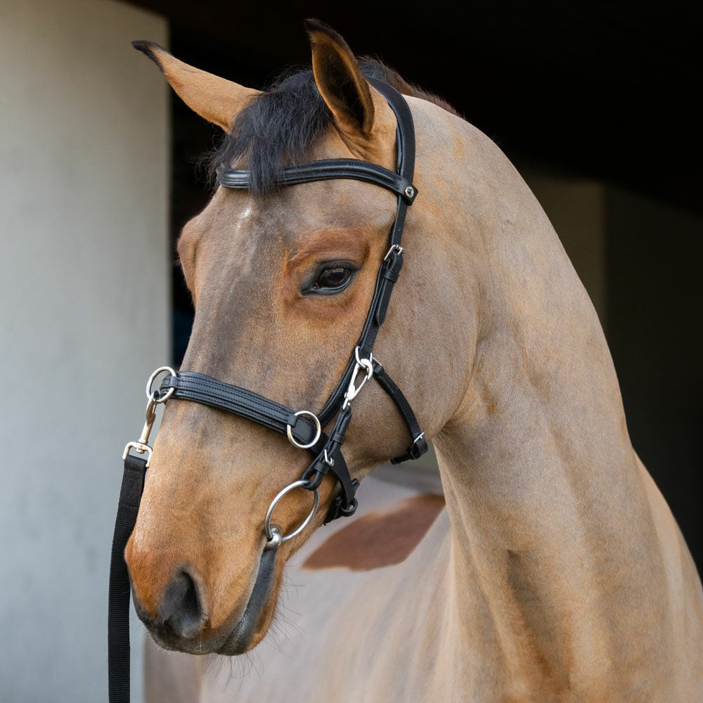 Hoofdstel met neusriem  Cavat Fairfield®