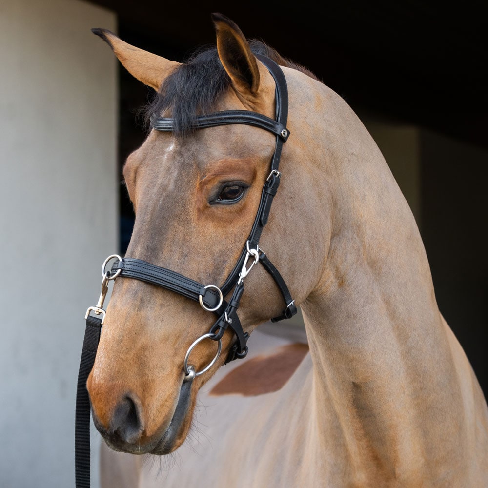Hoofdstel met neusriem  Cavat Fairfield®