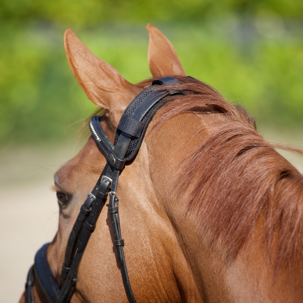 Nekbeschermer Paard  Back on Track®