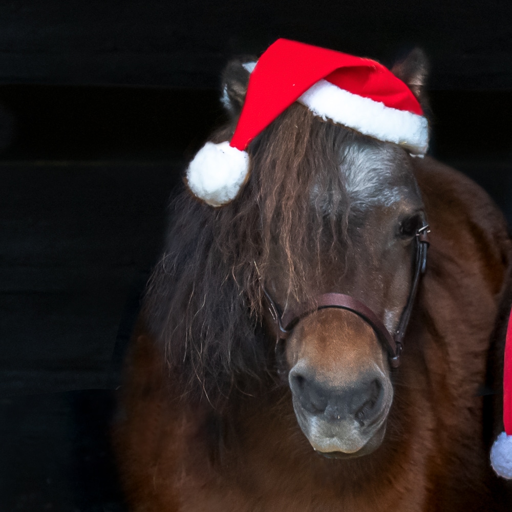 Kerstpaardenhoed   CRW®