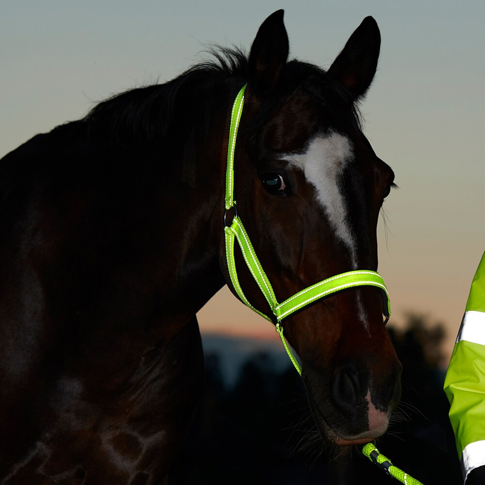 Halster  Hi-Viz Fairfield®